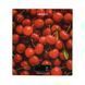 Весы кухонные Ardesto SCK-893CHERRY 5 кг SCK-893-WATERMELON фото 1